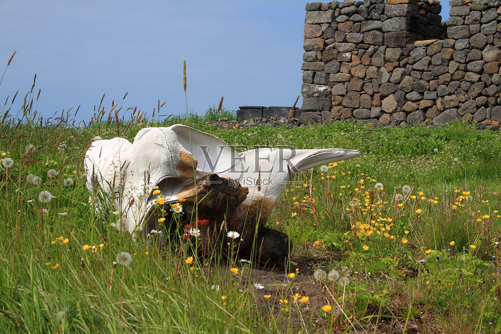 鲸鱼骨照片摄影图片