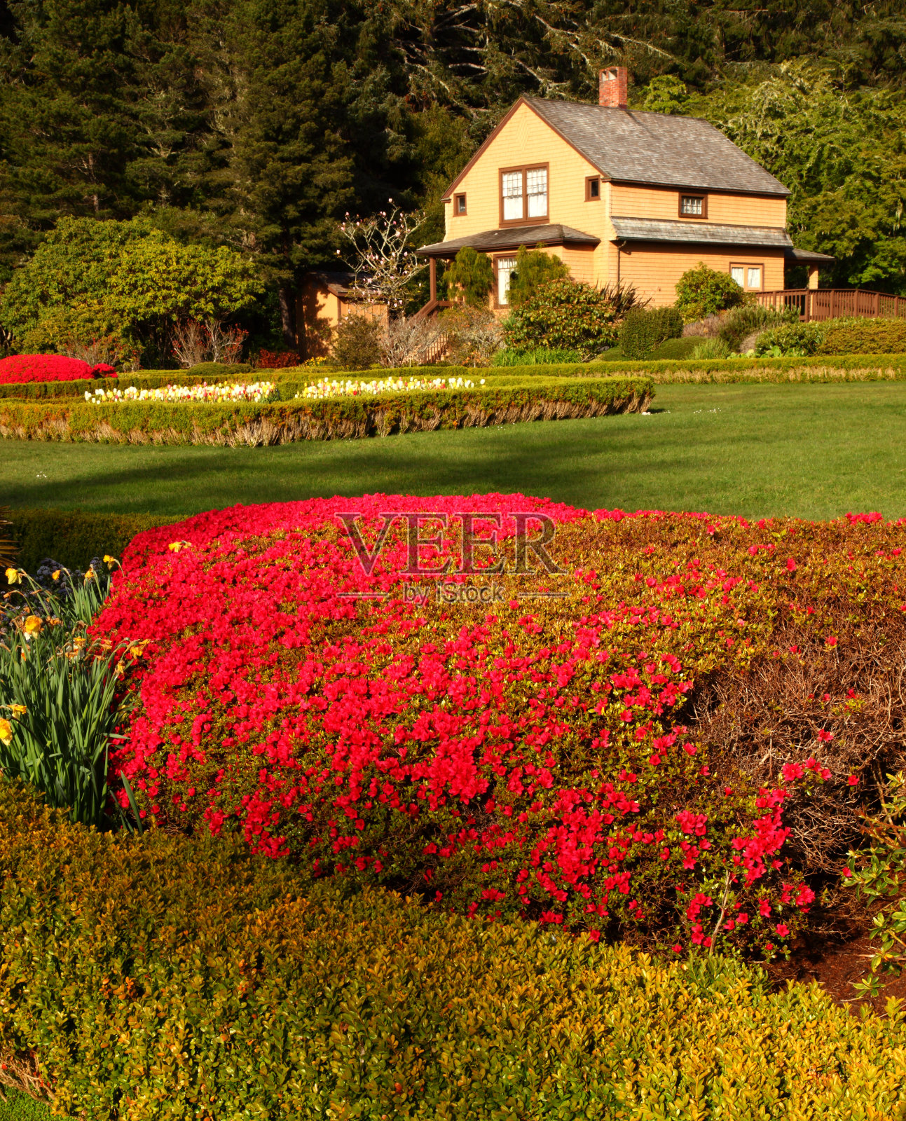 在花园的穿着照片摄影图片