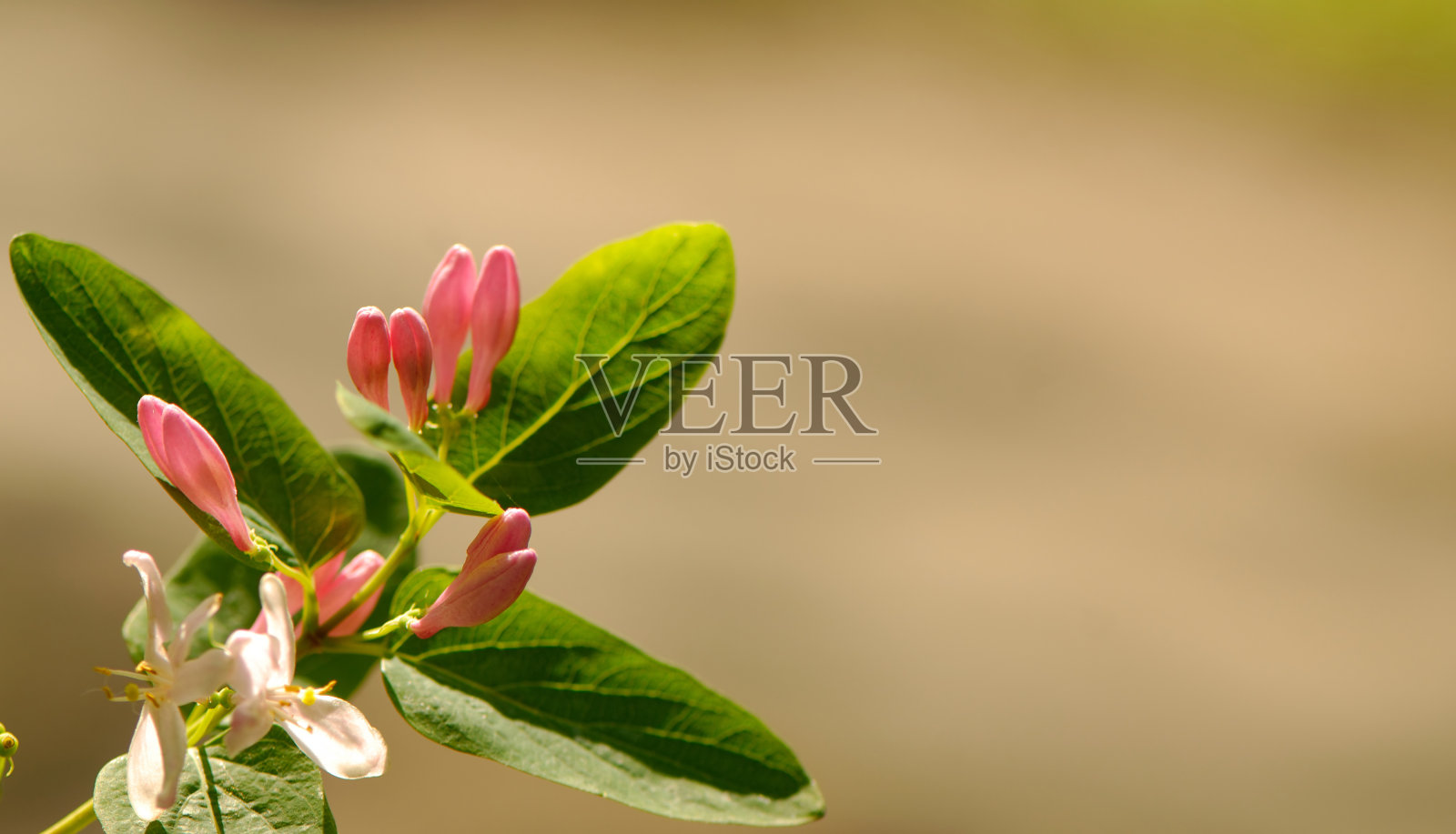 开花照片摄影图片