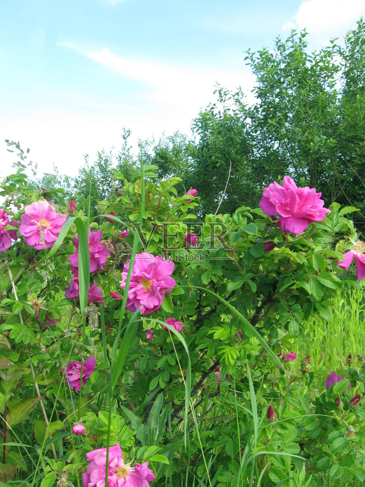 野玫瑰照片摄影图片