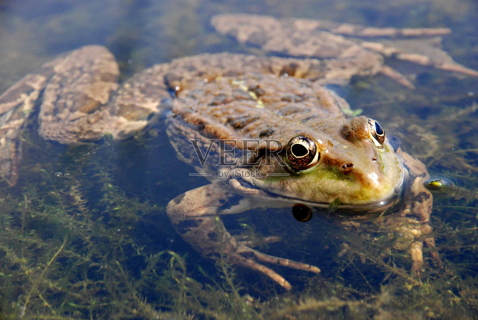 小青蛙在水里照片摄影图片