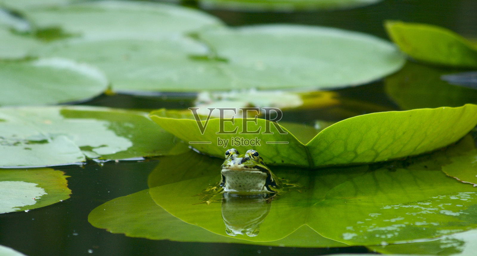 小青蛙在莉莉的叶子上照片摄影图片