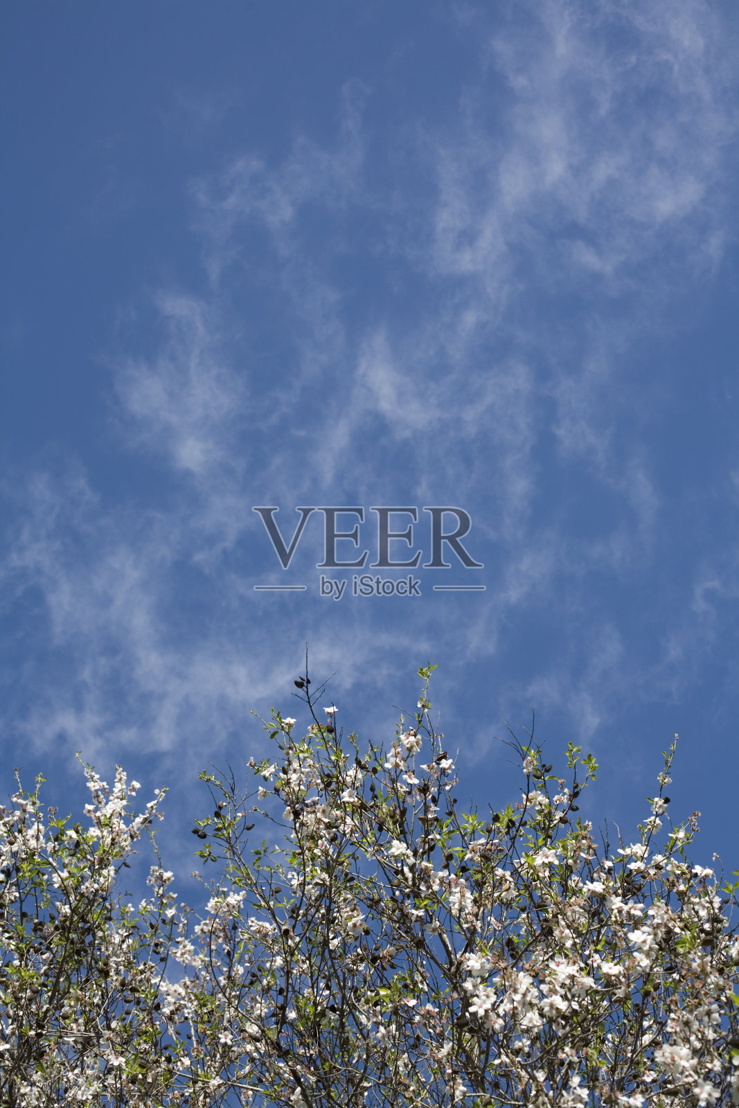 杏花照片摄影图片