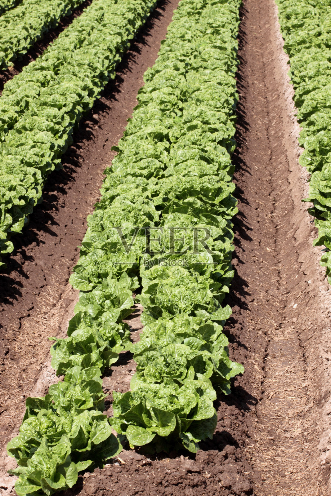一排排的比布生菜照片摄影图片