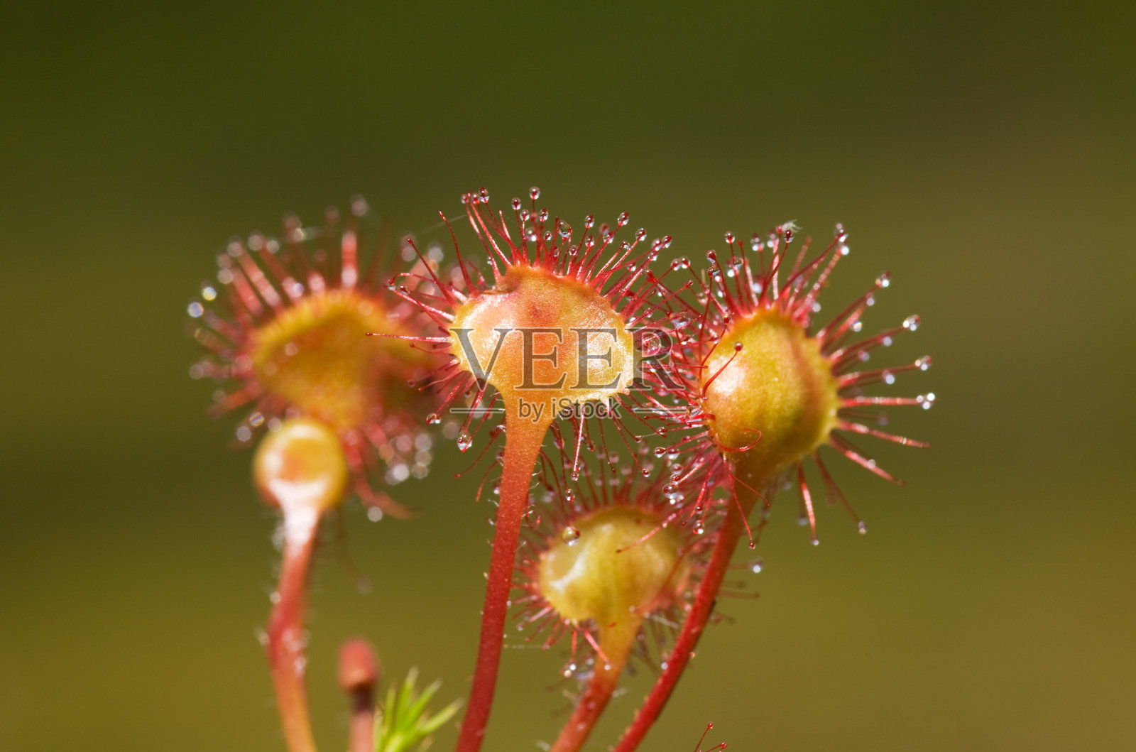 茅膏菜之花照片摄影图片