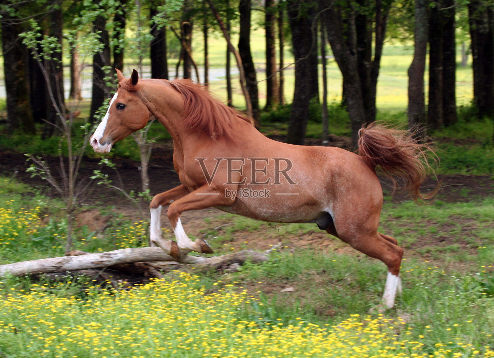 阿拉伯马跳照片摄影图片