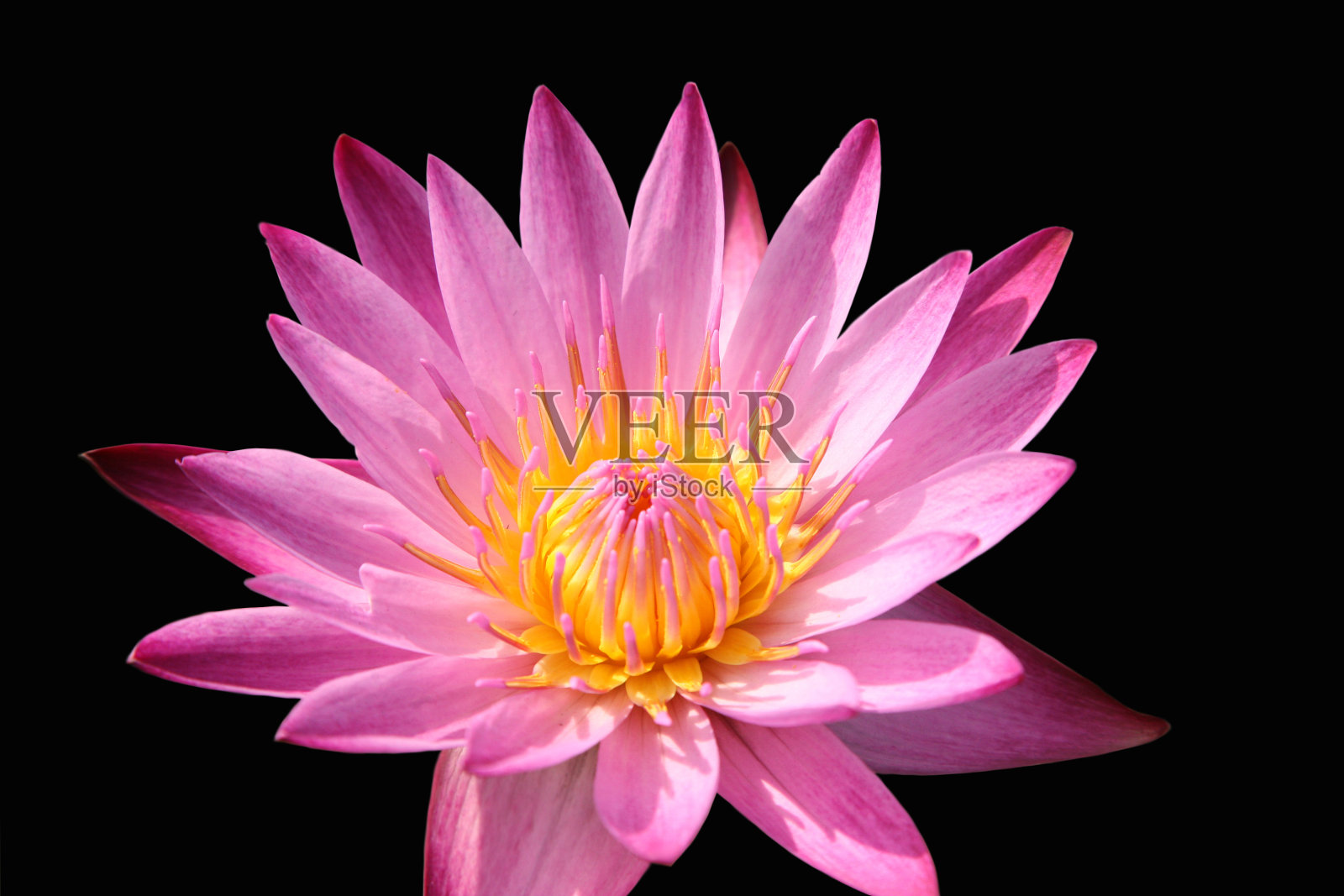 莲花照片摄影图片