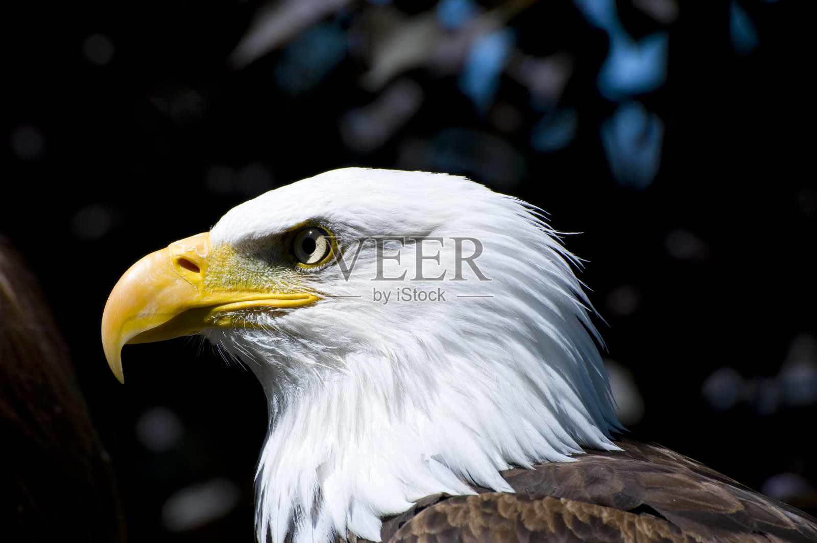 白头海雕照片摄影图片