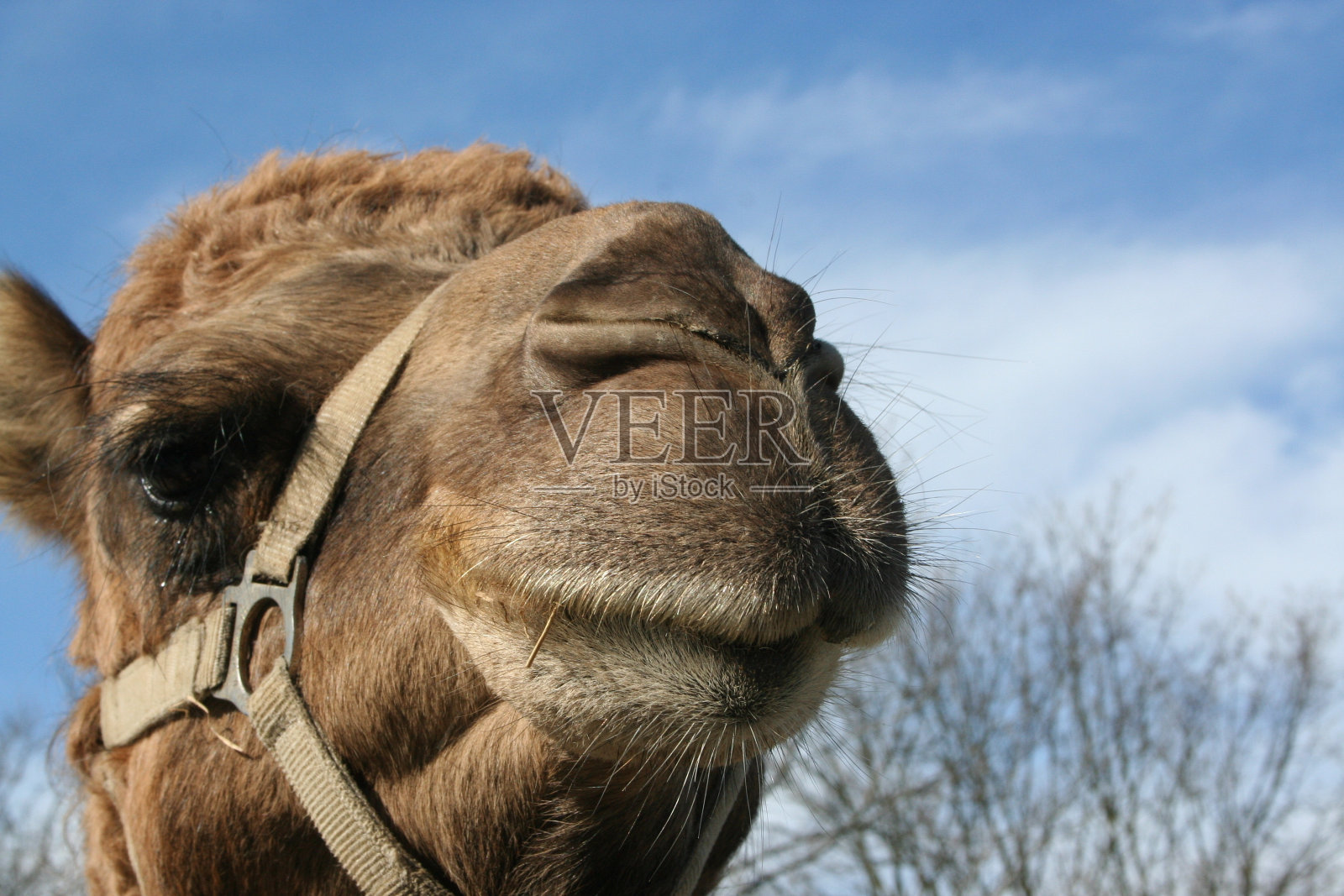 骆驼的头照片摄影图片