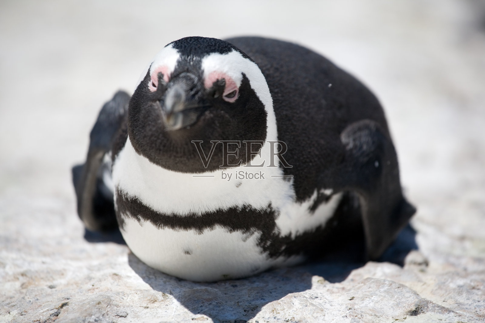 特写的野菠萝照片摄影图片