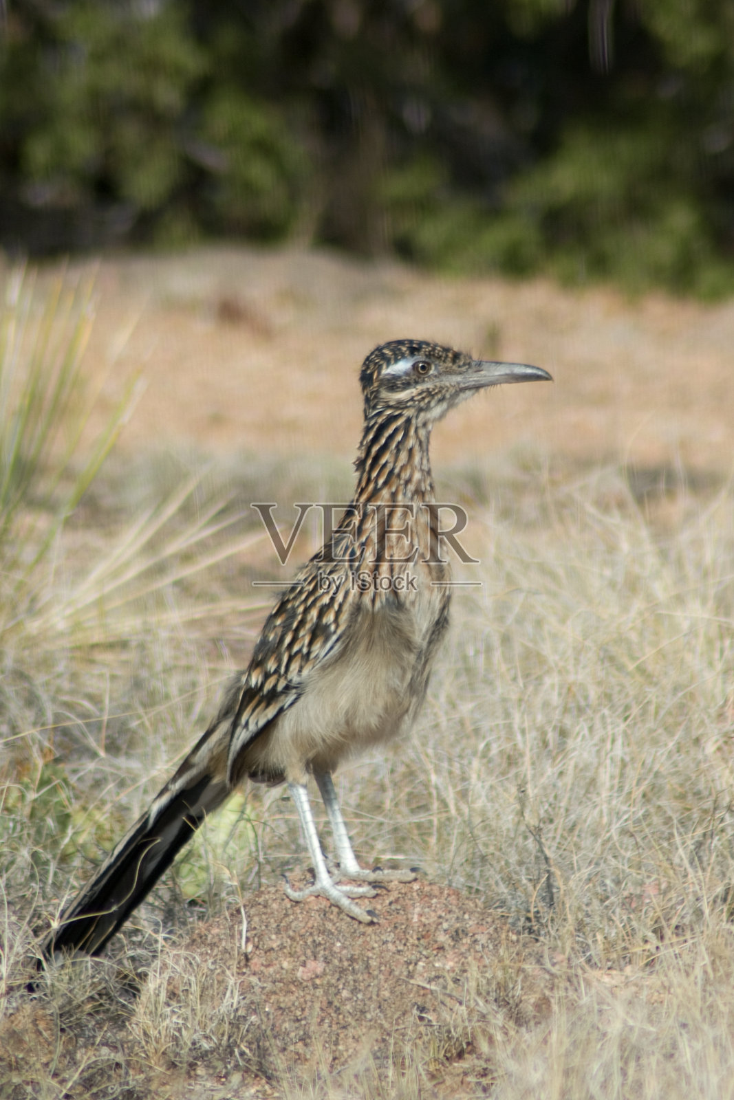 走鹃母鸡,站照片摄影图片