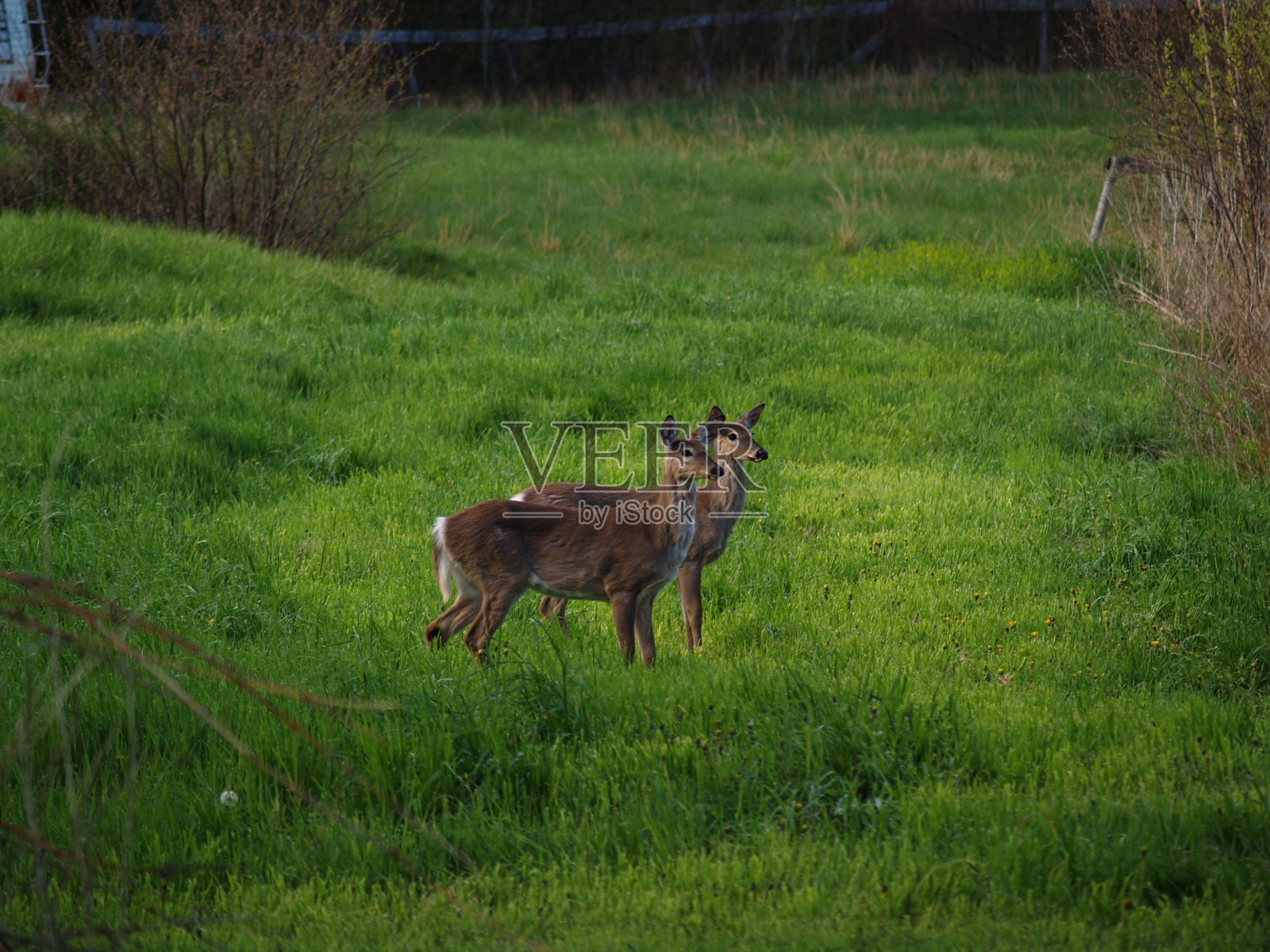 小港的清晨照片摄影图片