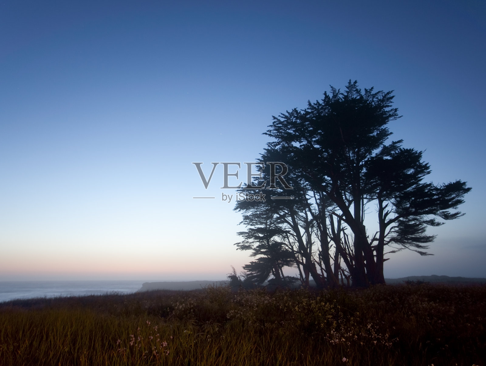 日落旁的一棵树照片摄影图片