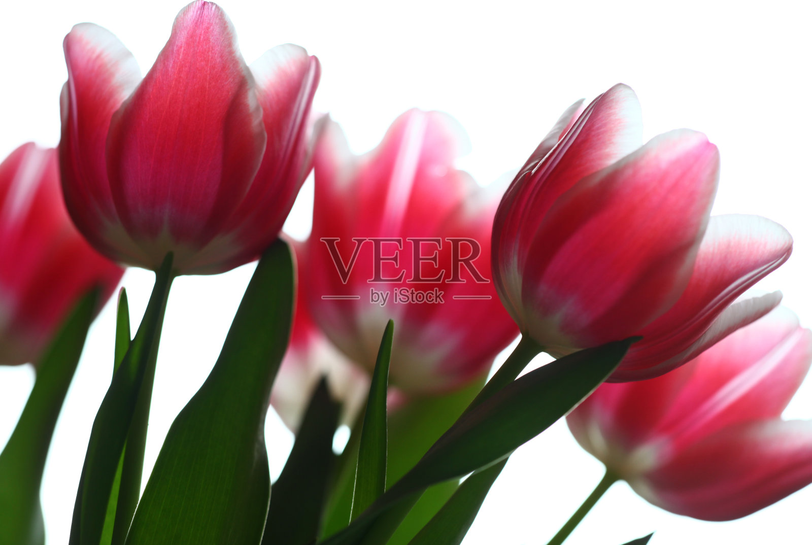 郁金香照片摄影图片