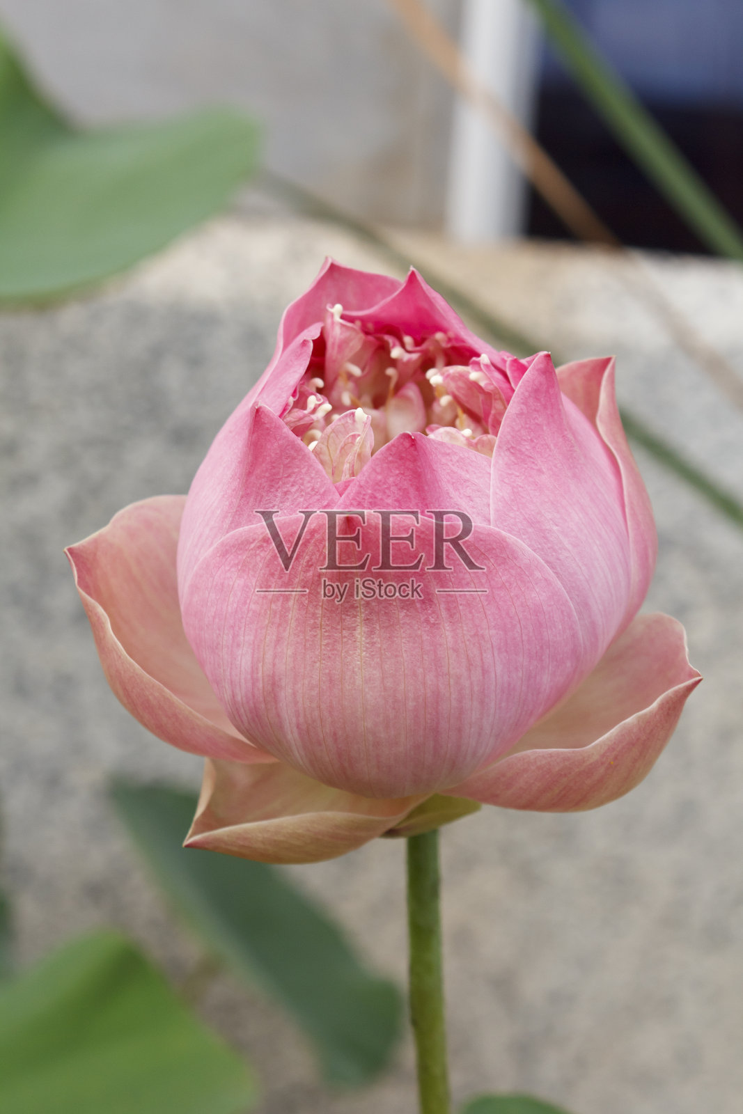 莲花照片摄影图片