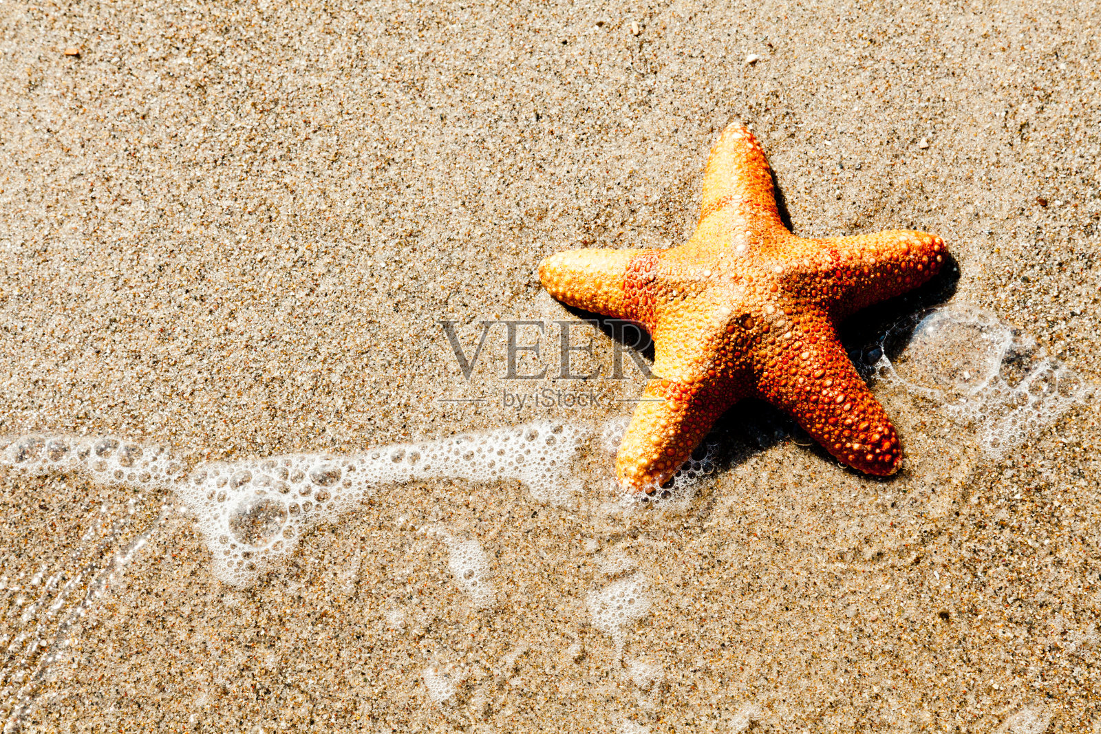 沙滩上的海星照片摄影图片