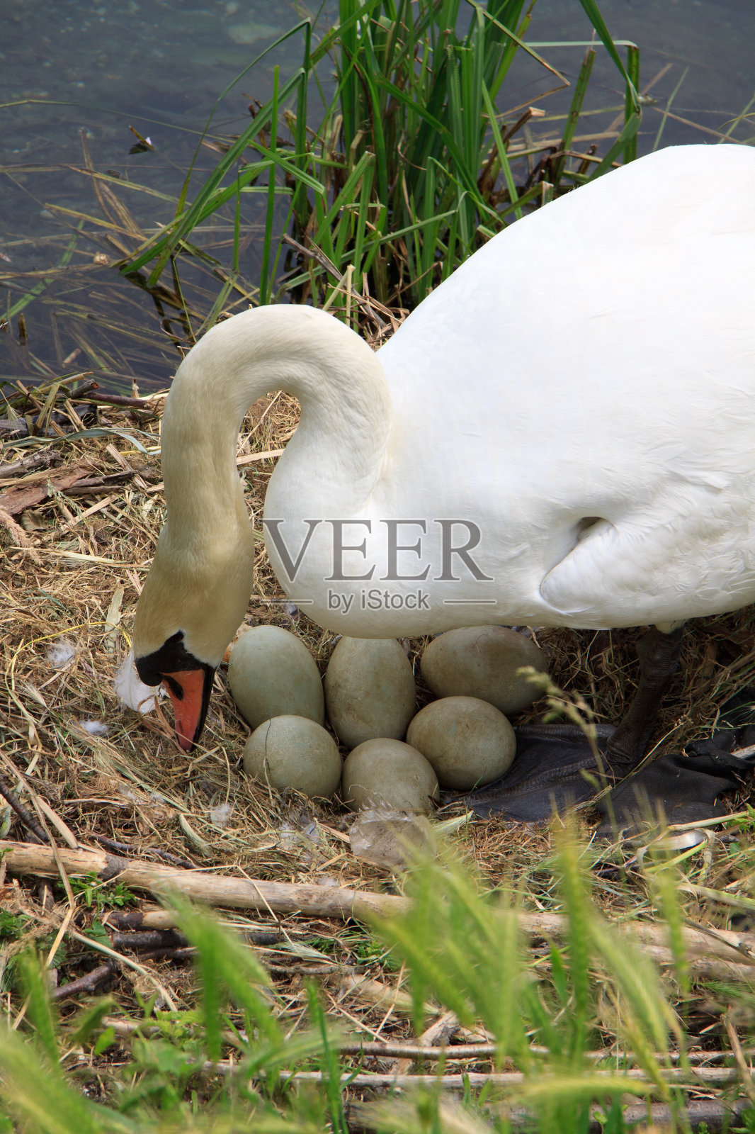 天鹅孵化照片摄影图片