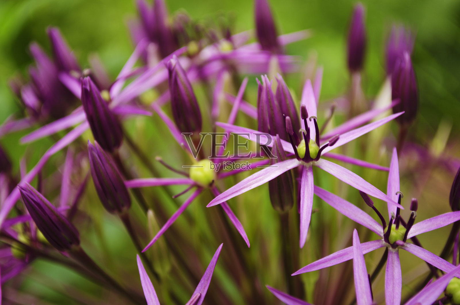 波斯之星照片摄影图片