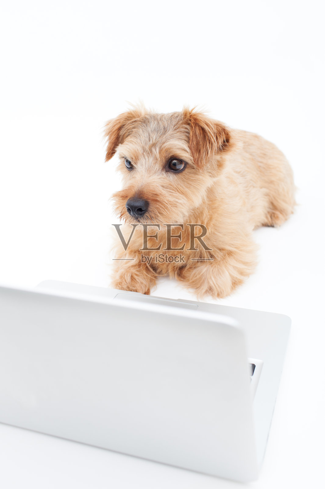 狗和笔记本照片摄影图片