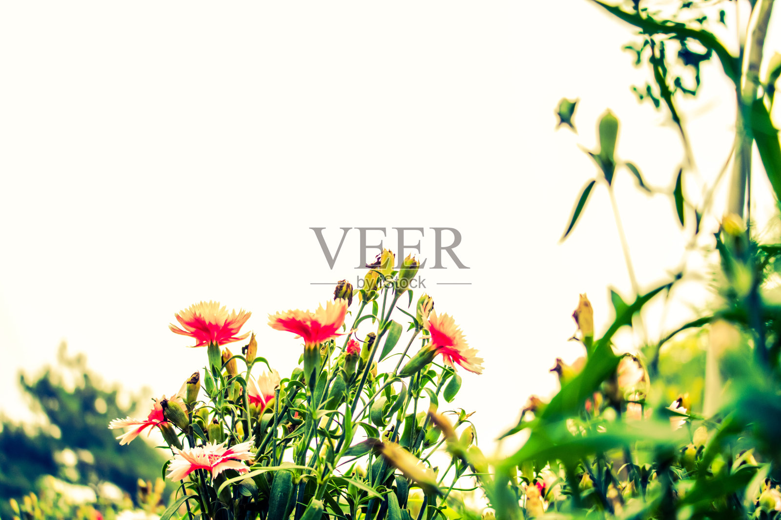 花照片摄影图片