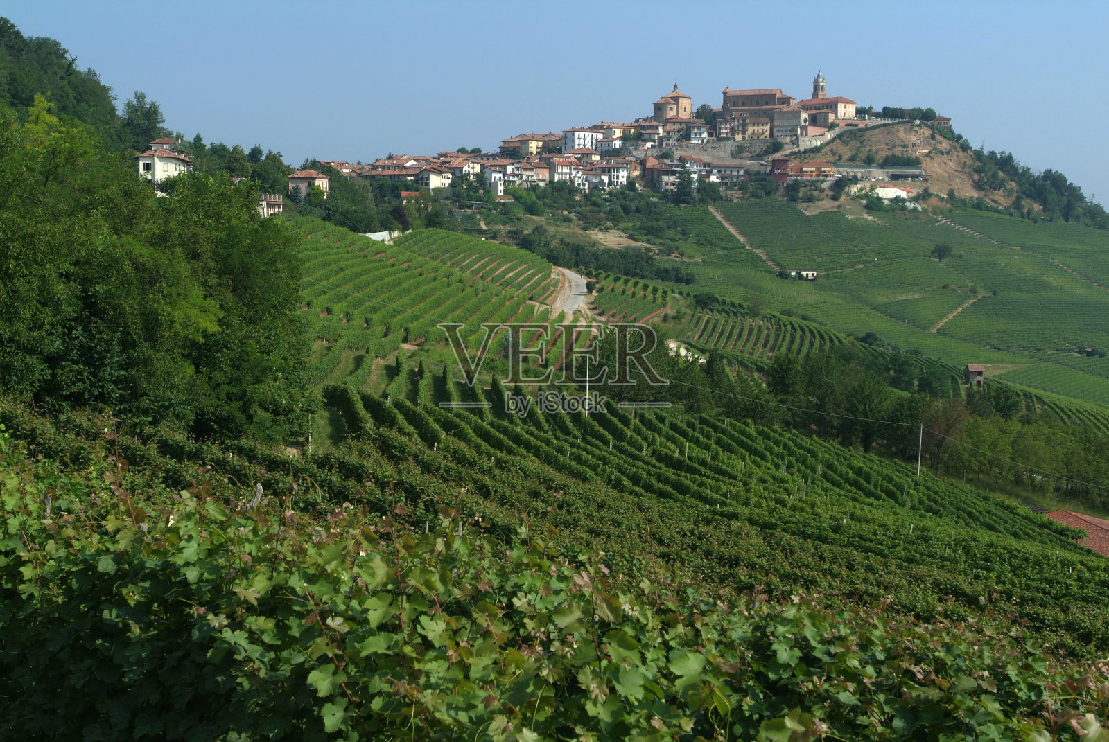 皮埃蒙特拉摩拉附近的葡萄园照片摄影图片