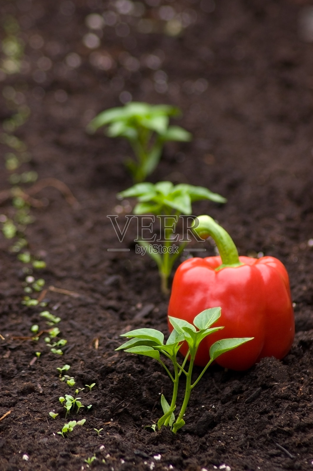 城市园艺照片摄影图片