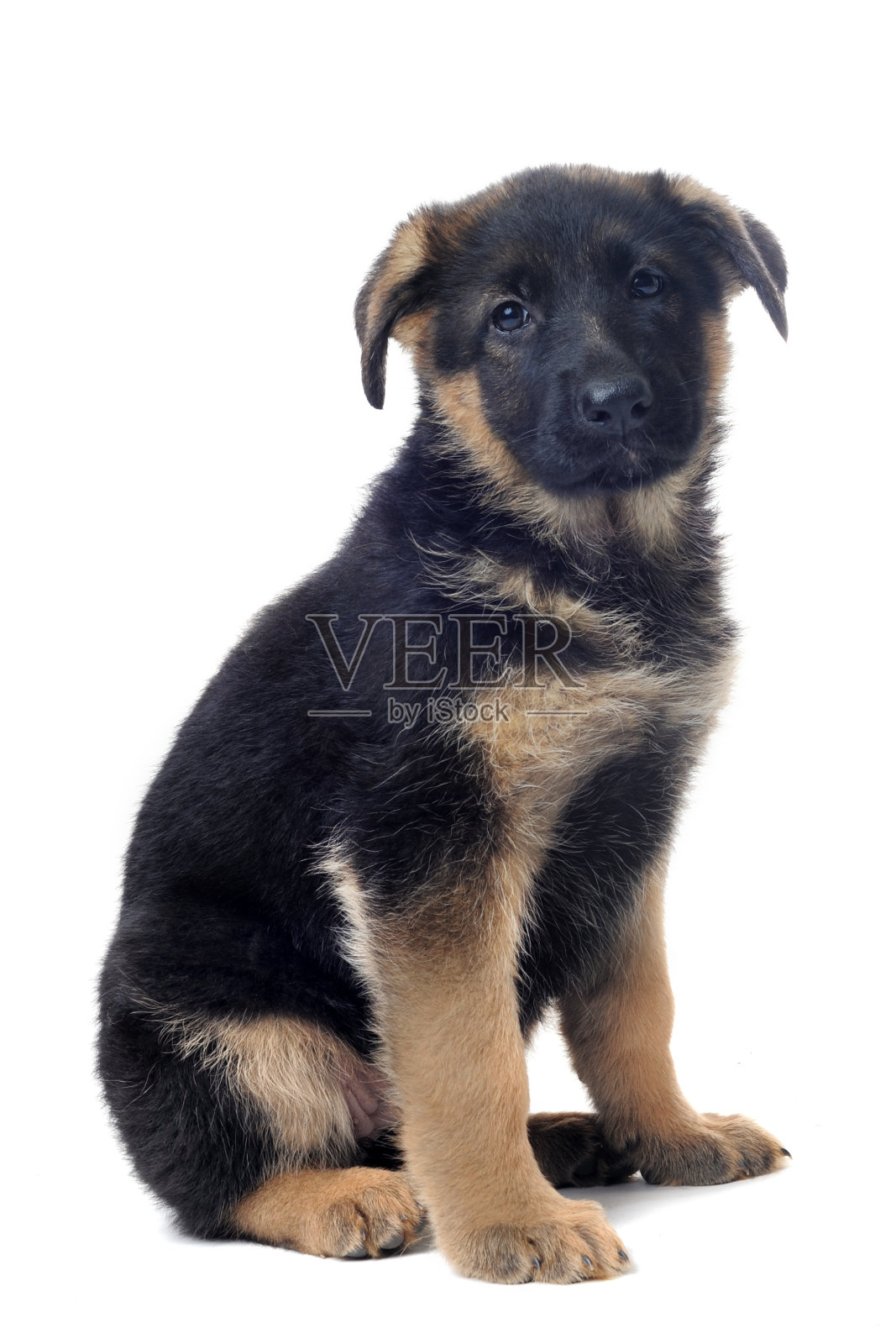 小狗的德国牧羊犬照片摄影图片