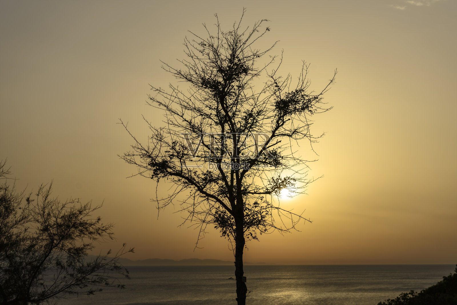 厄尔巴岛日落之树照片摄影图片