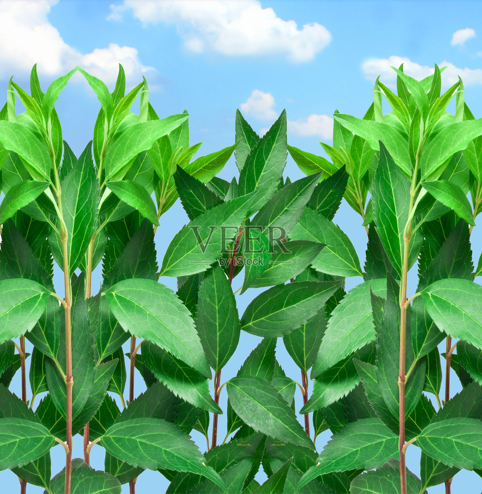 蓝天下的绿色灌木照片摄影图片