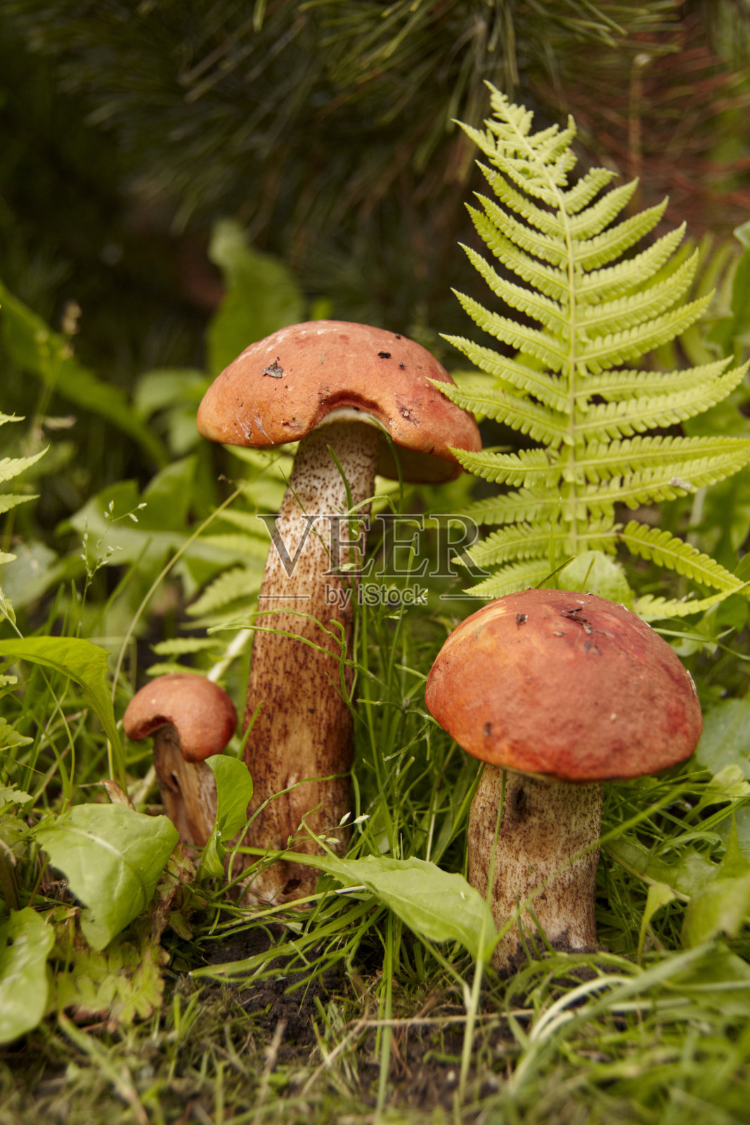 蘑菇照片摄影图片