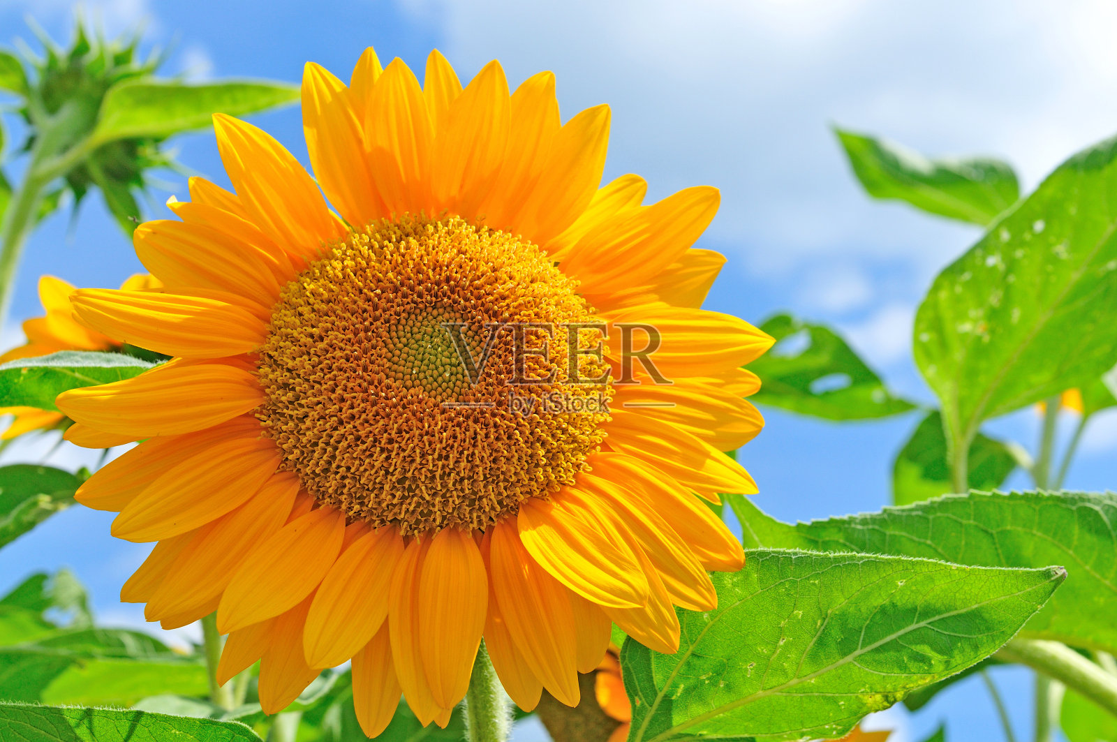 向日葵照片摄影图片