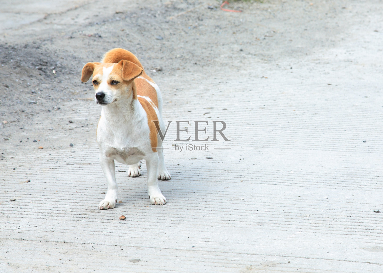 狗照片摄影图片