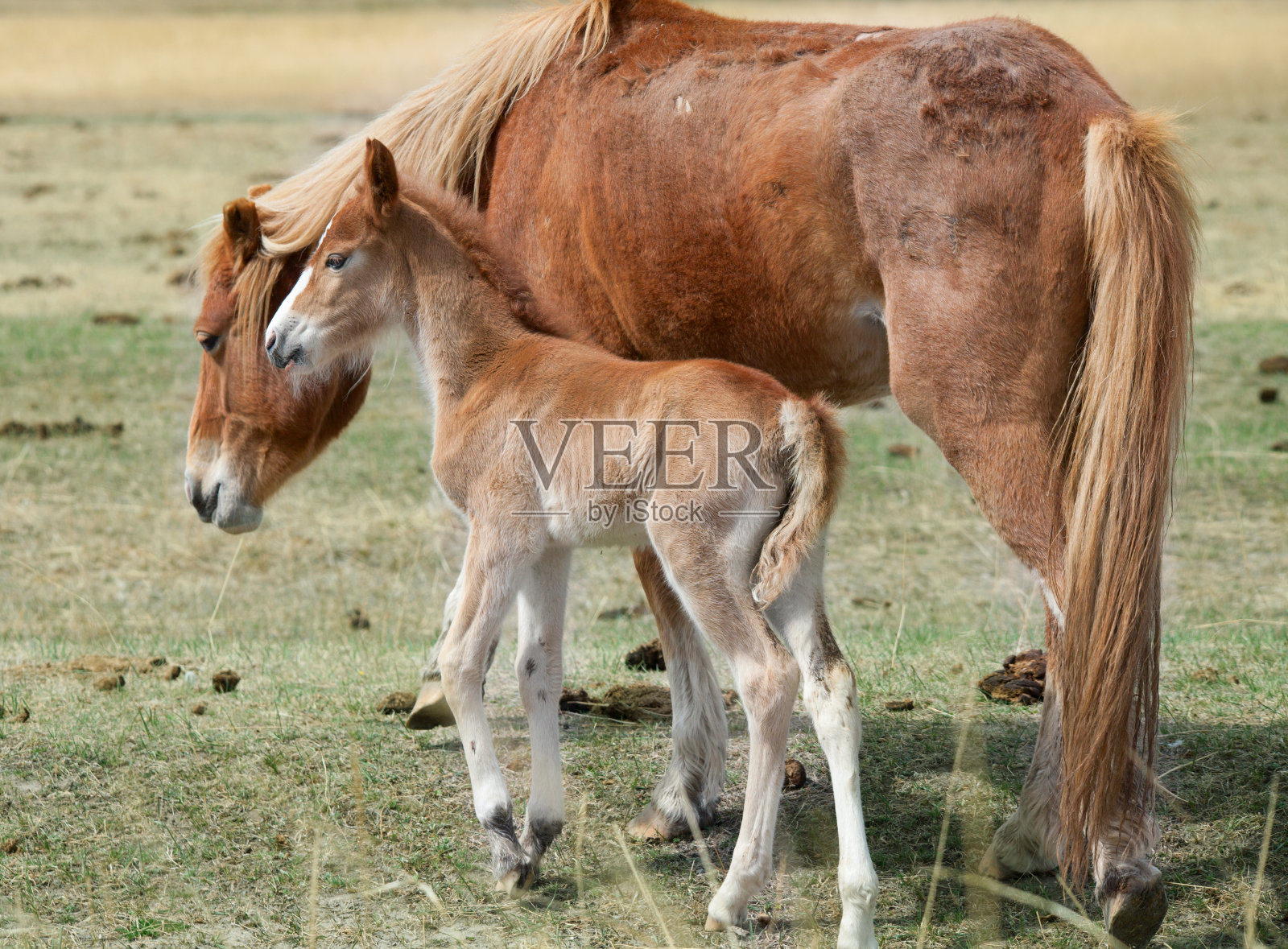 小马驹和它的母亲照片摄影图片