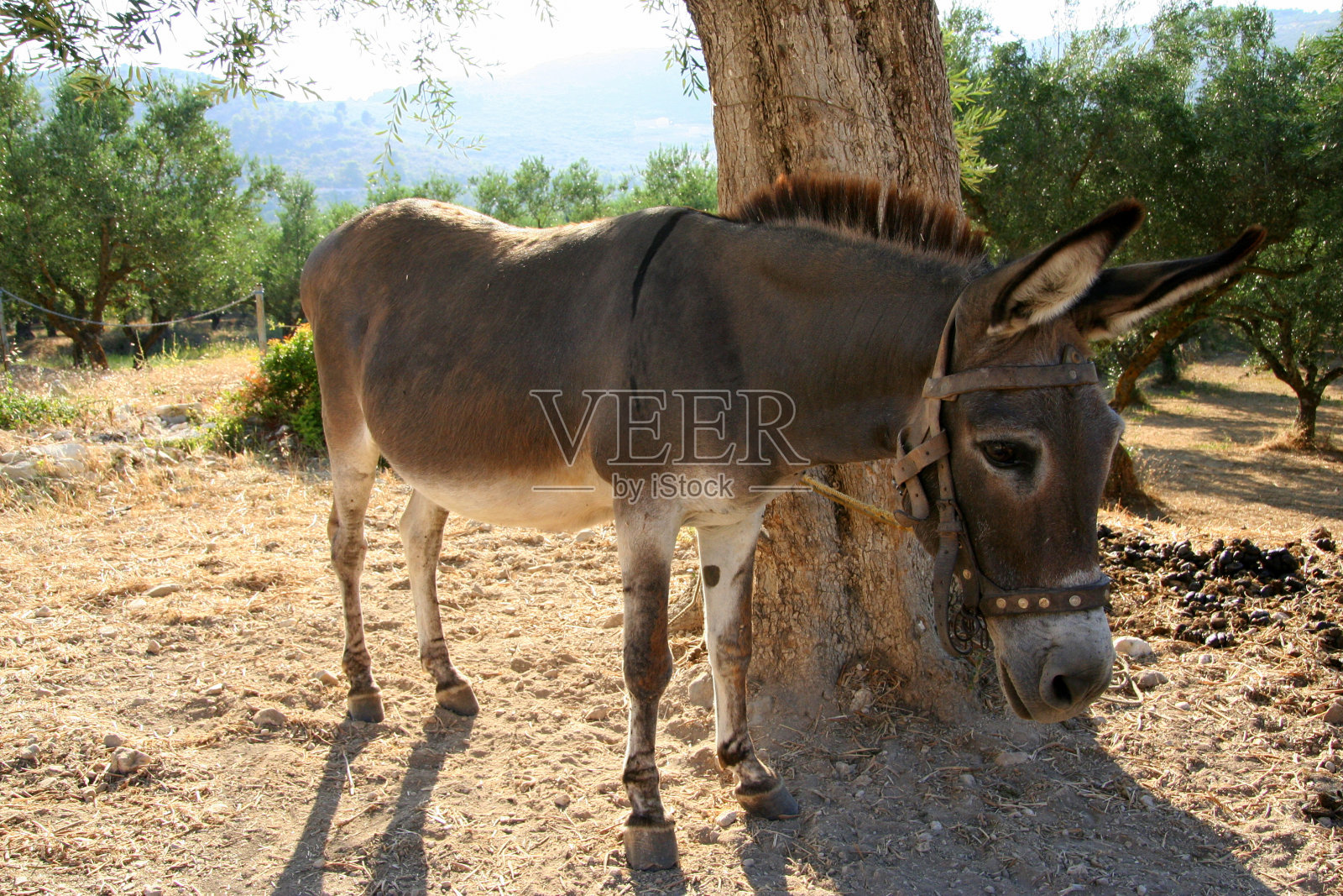 驴照片摄影图片
