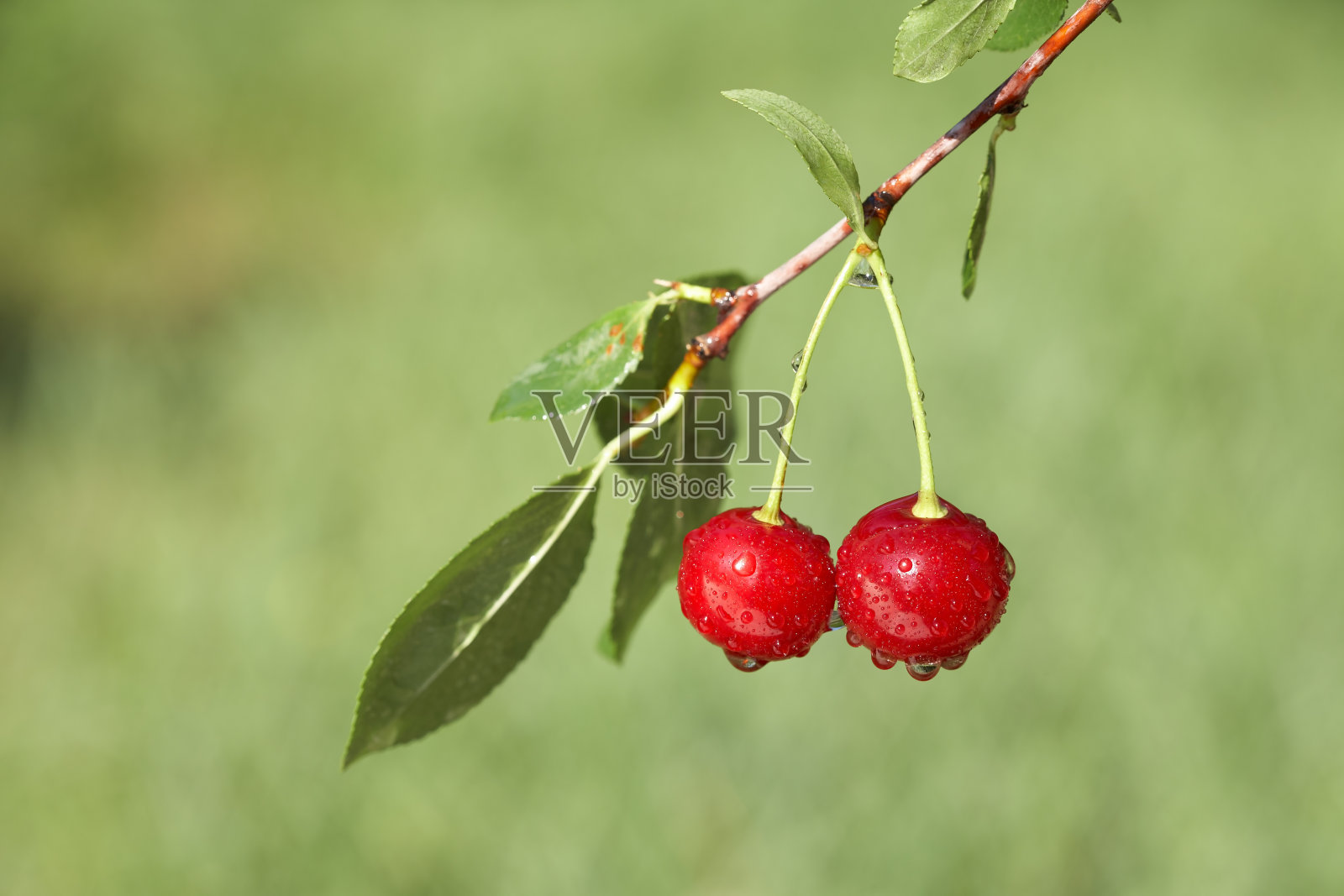 在果园里的樱桃树上的两颗樱桃的特写照片摄影图片