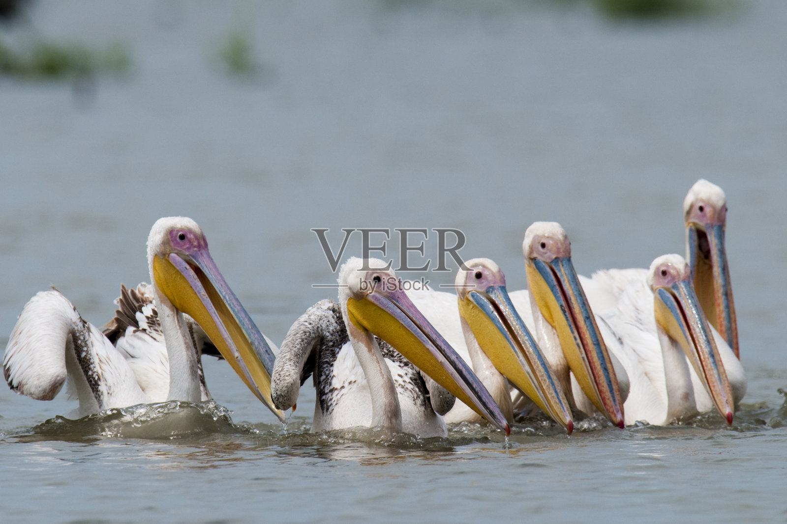 白鹈鹕钓鱼照片摄影图片