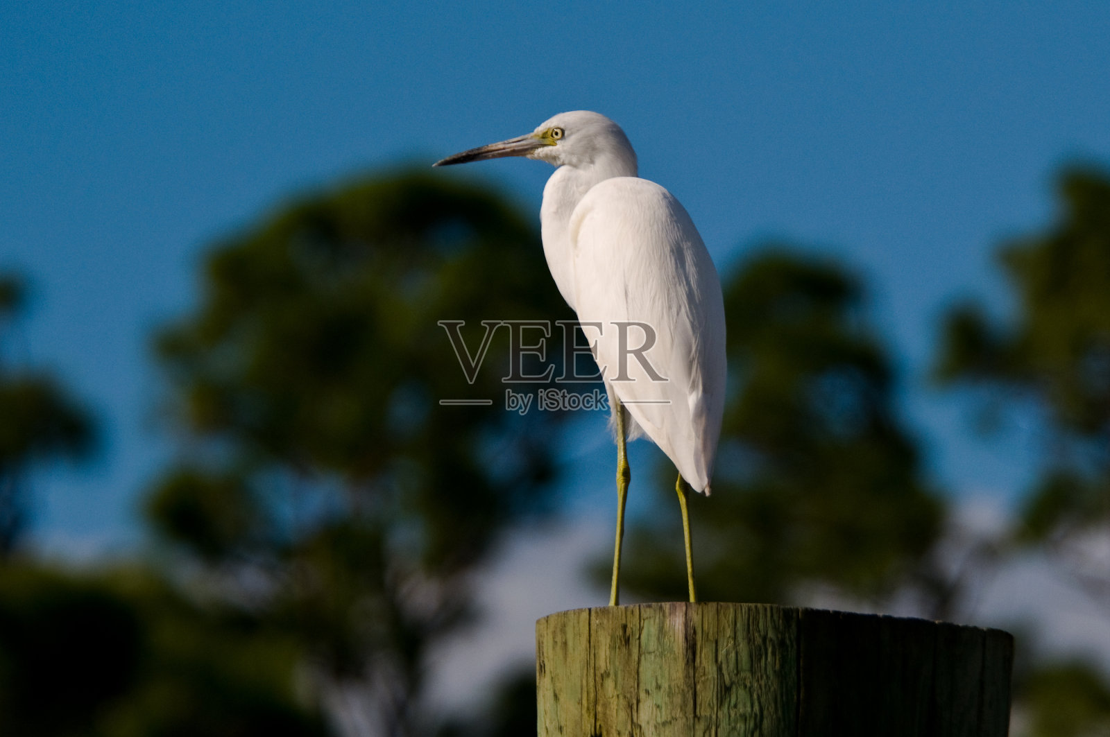 幼年的小蓝鹭照片摄影图片
