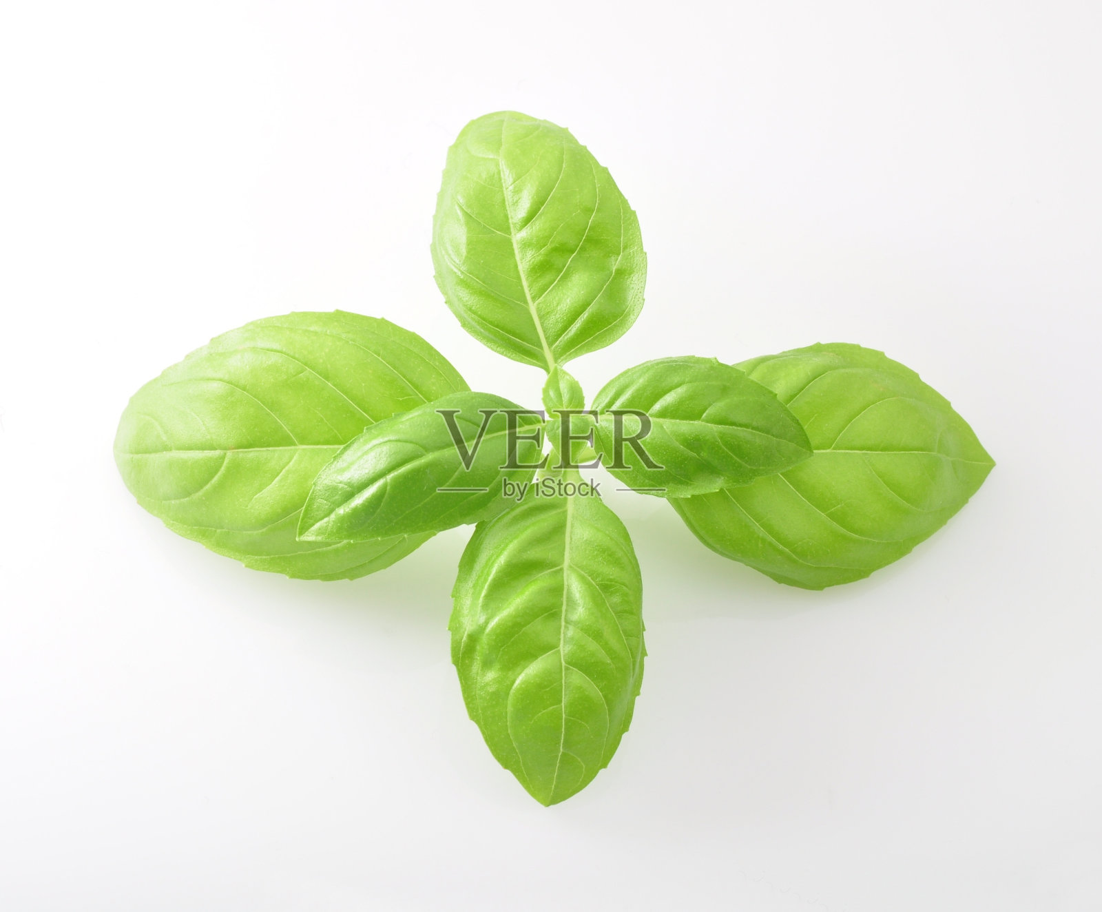 罗勒照片摄影图片