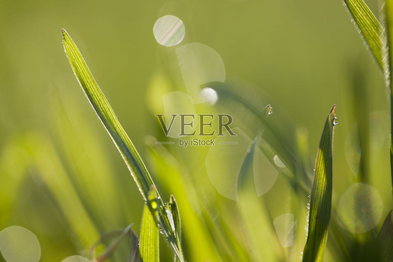 带露珠的绿草照片摄影图片