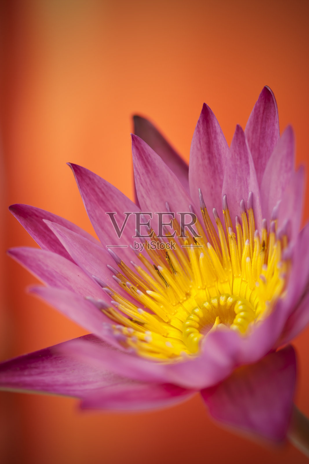 美丽的莲花照片摄影图片