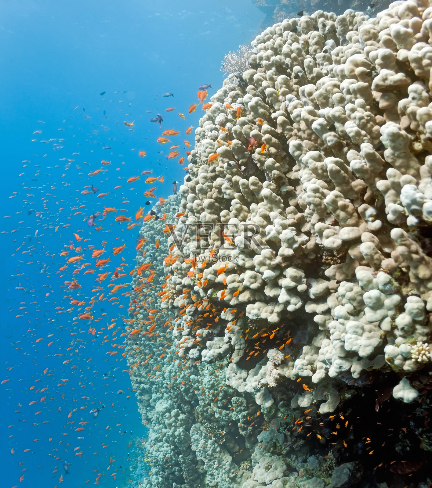 珊瑚场景全景图照片摄影图片