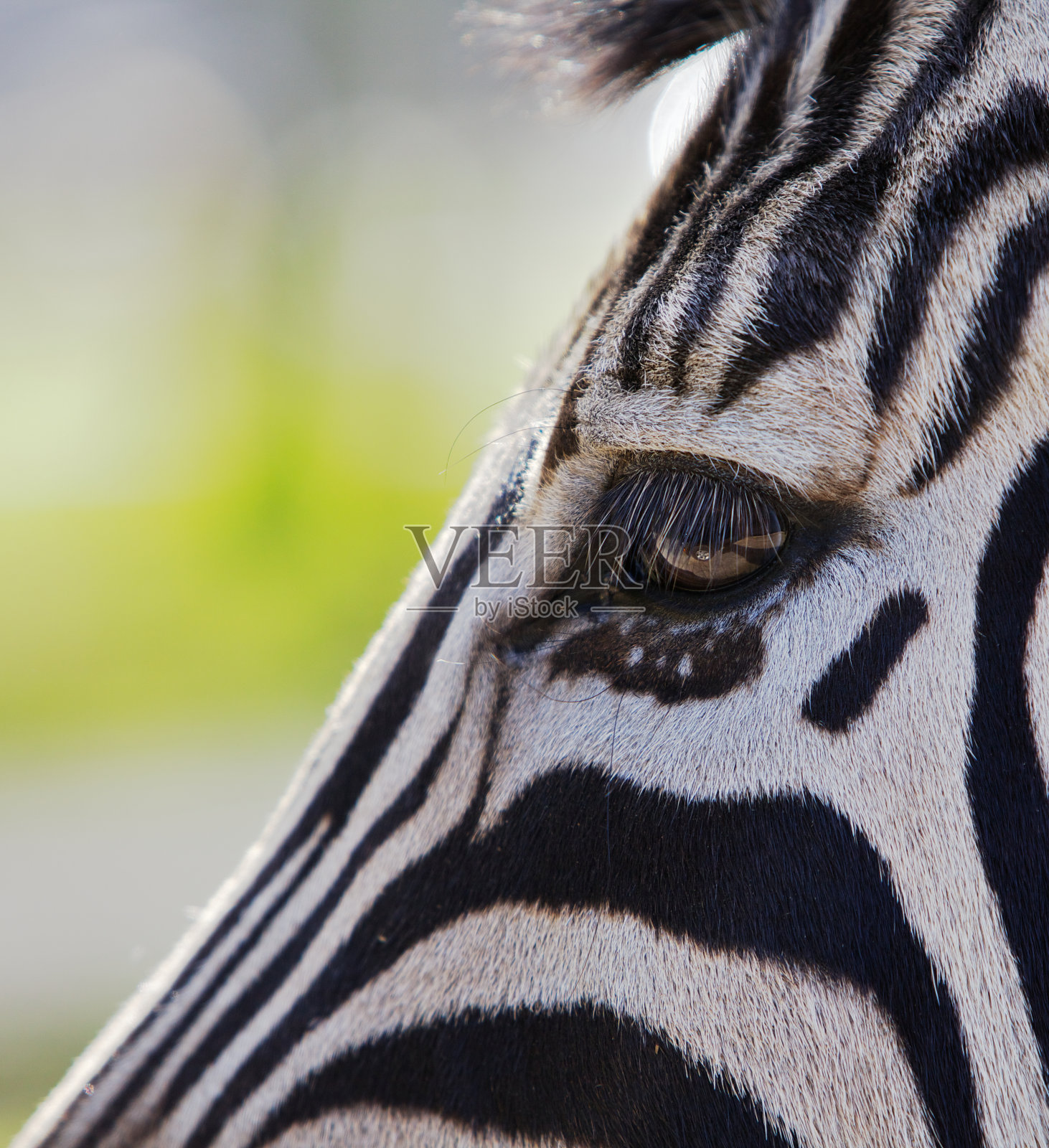 斑马头和眼睛照片摄影图片