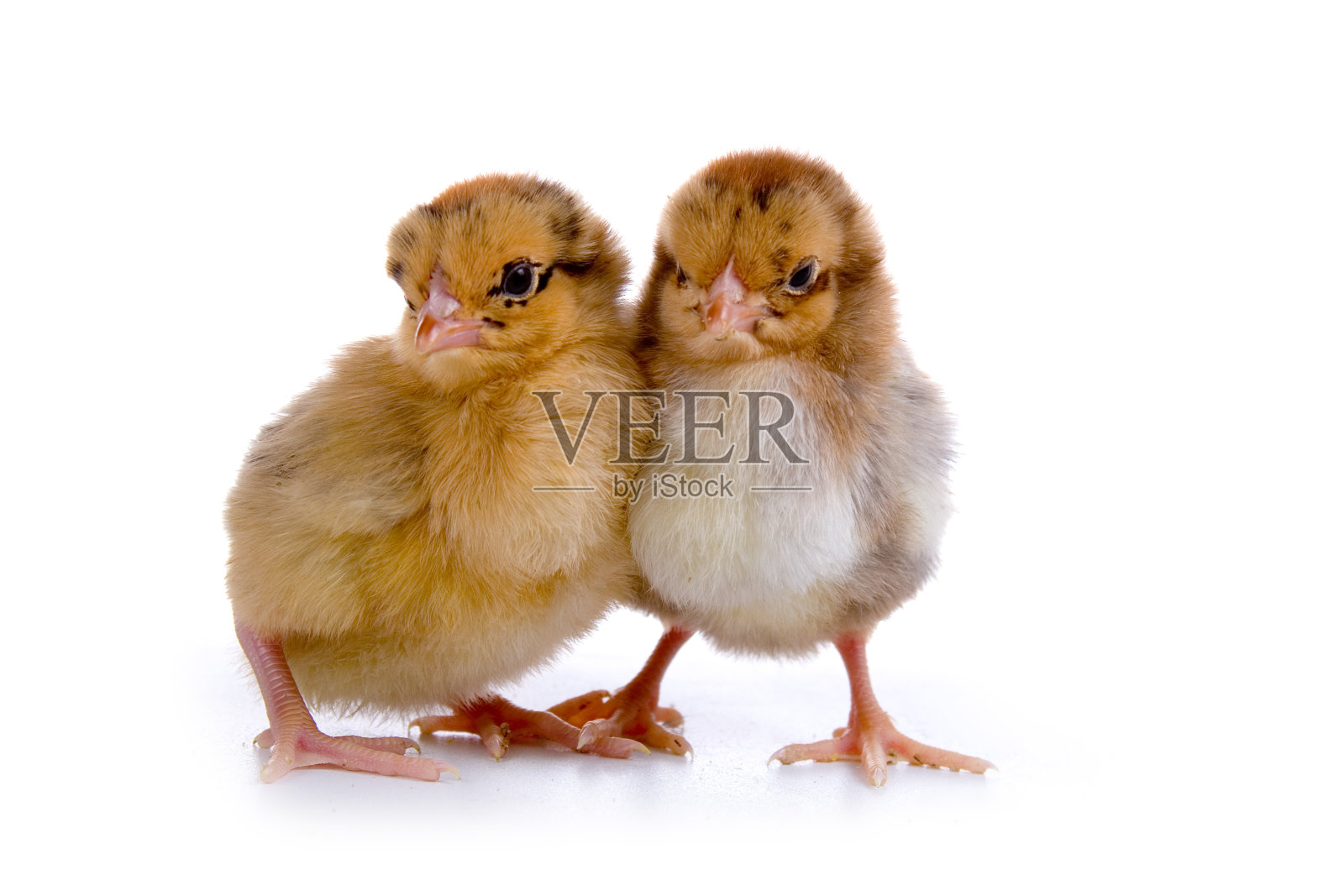 鸡照片摄影图片