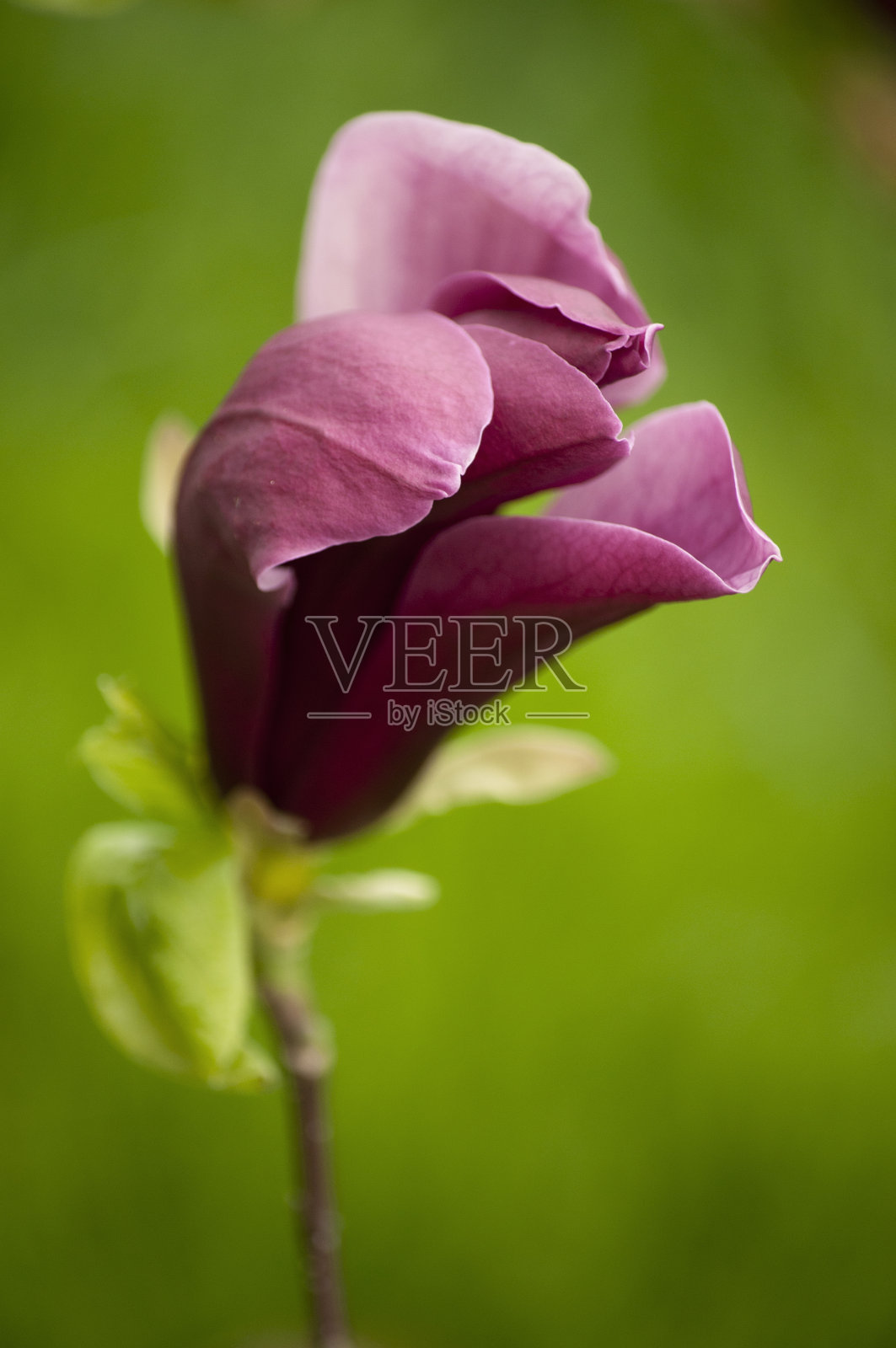 木兰照片摄影图片