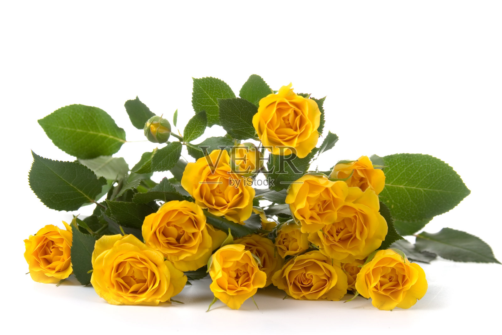 美丽的黄玫瑰照片摄影图片