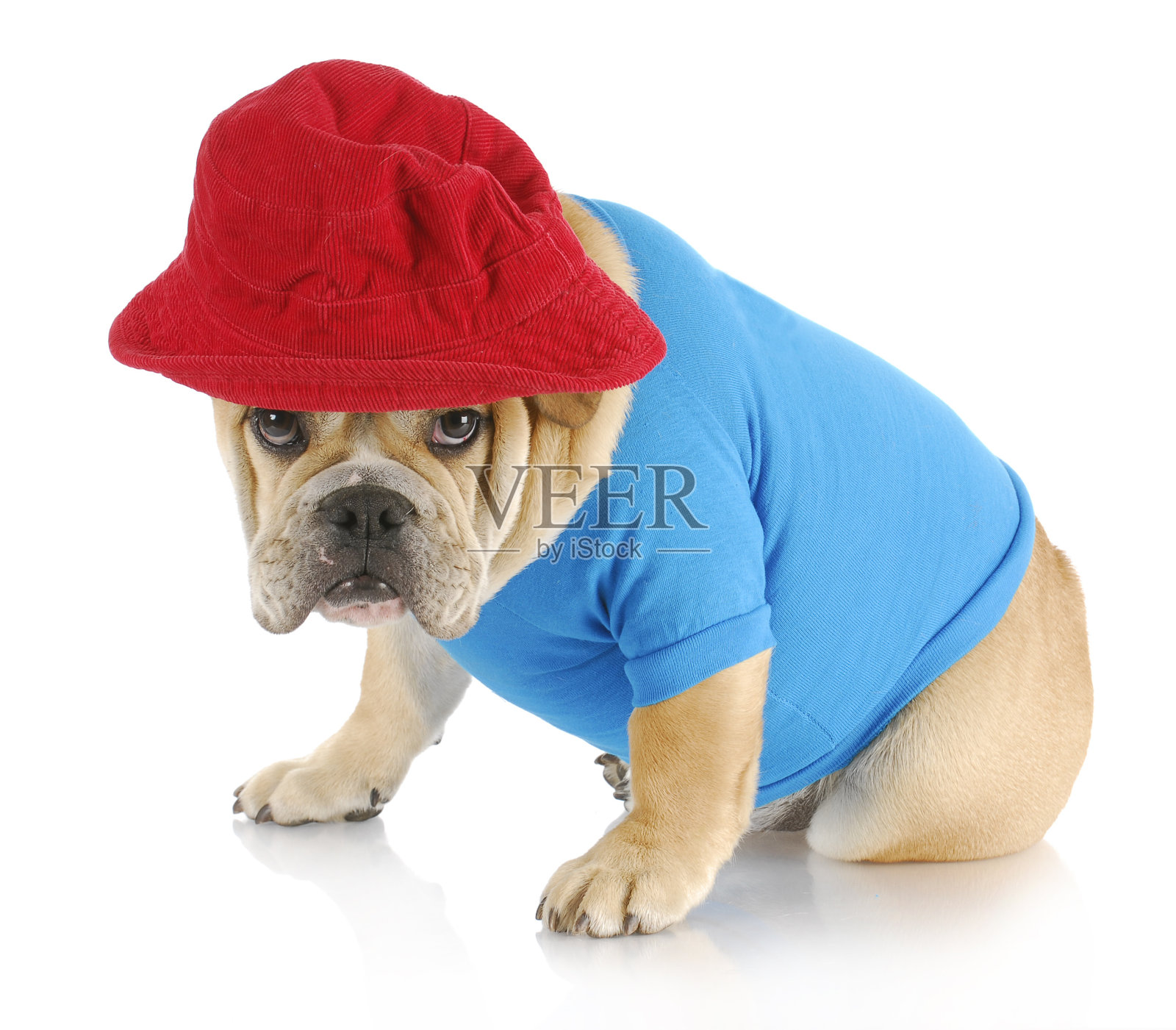 有罪的狗照片摄影图片