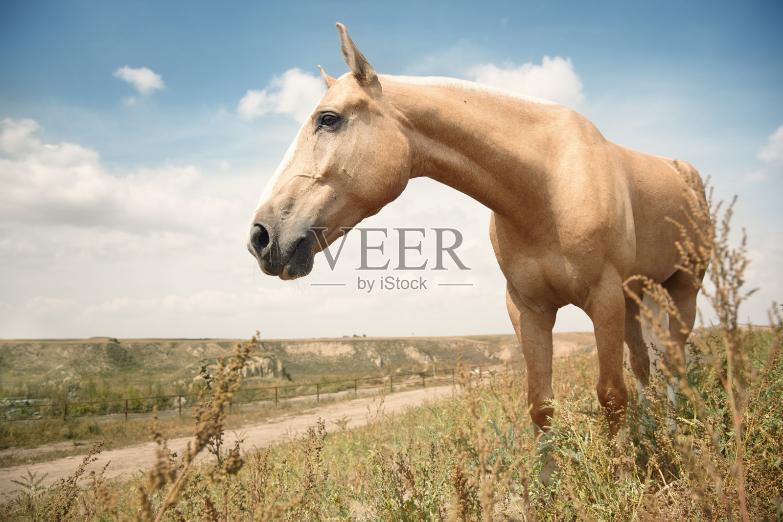 马照片摄影图片
