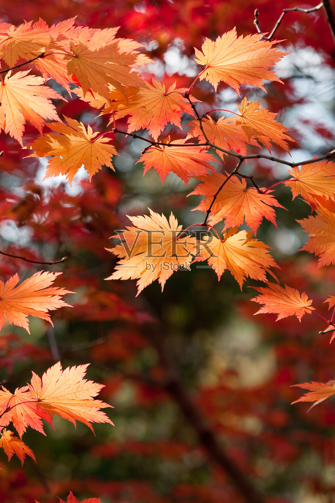秋天的落叶照片摄影图片