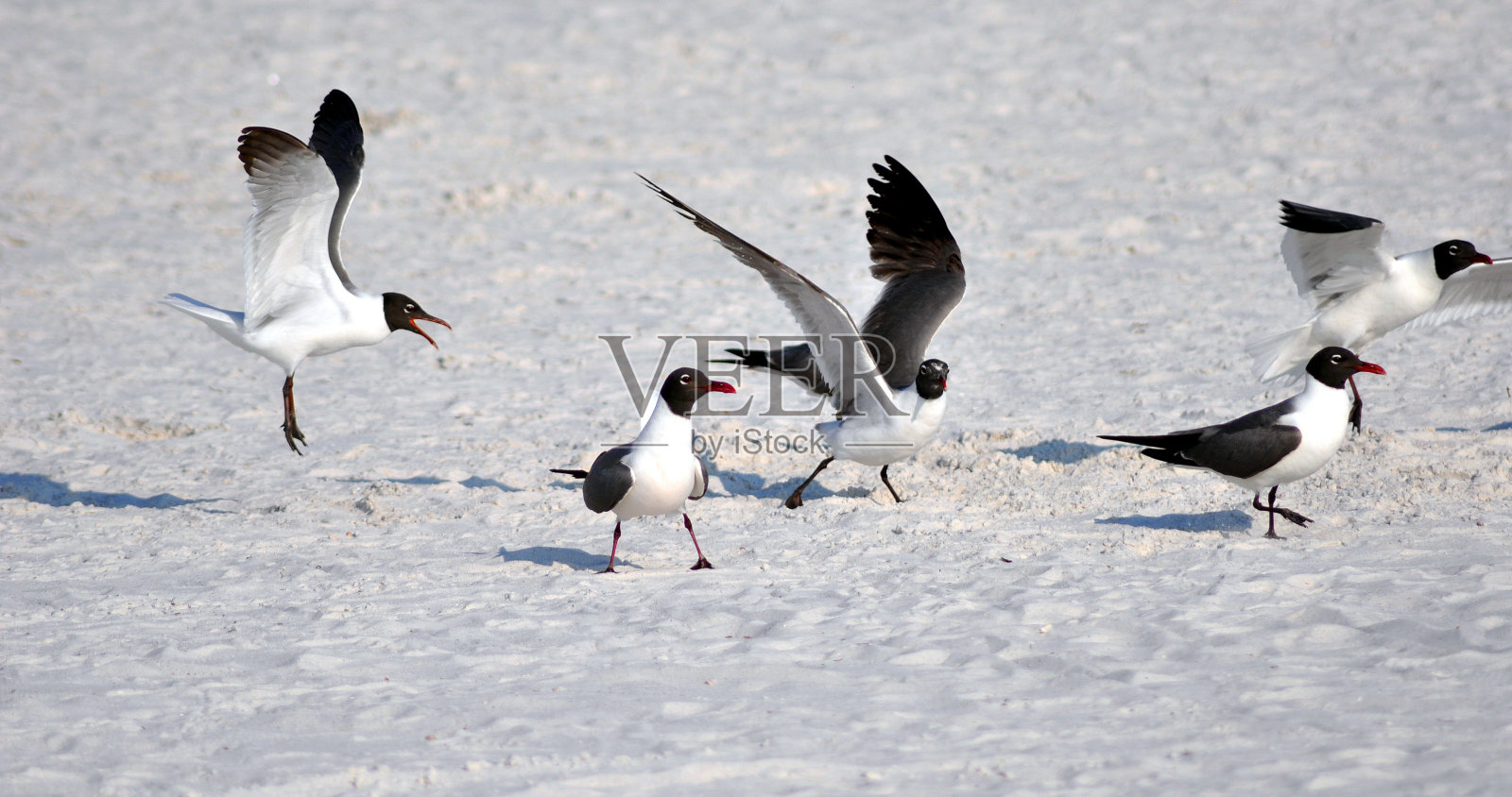 在海滩上飞翔的海鸥照片摄影图片