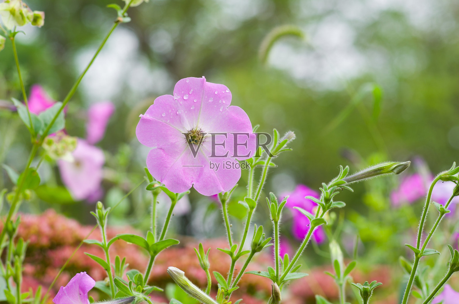 户外矮牵牛花肖像。照片摄影图片